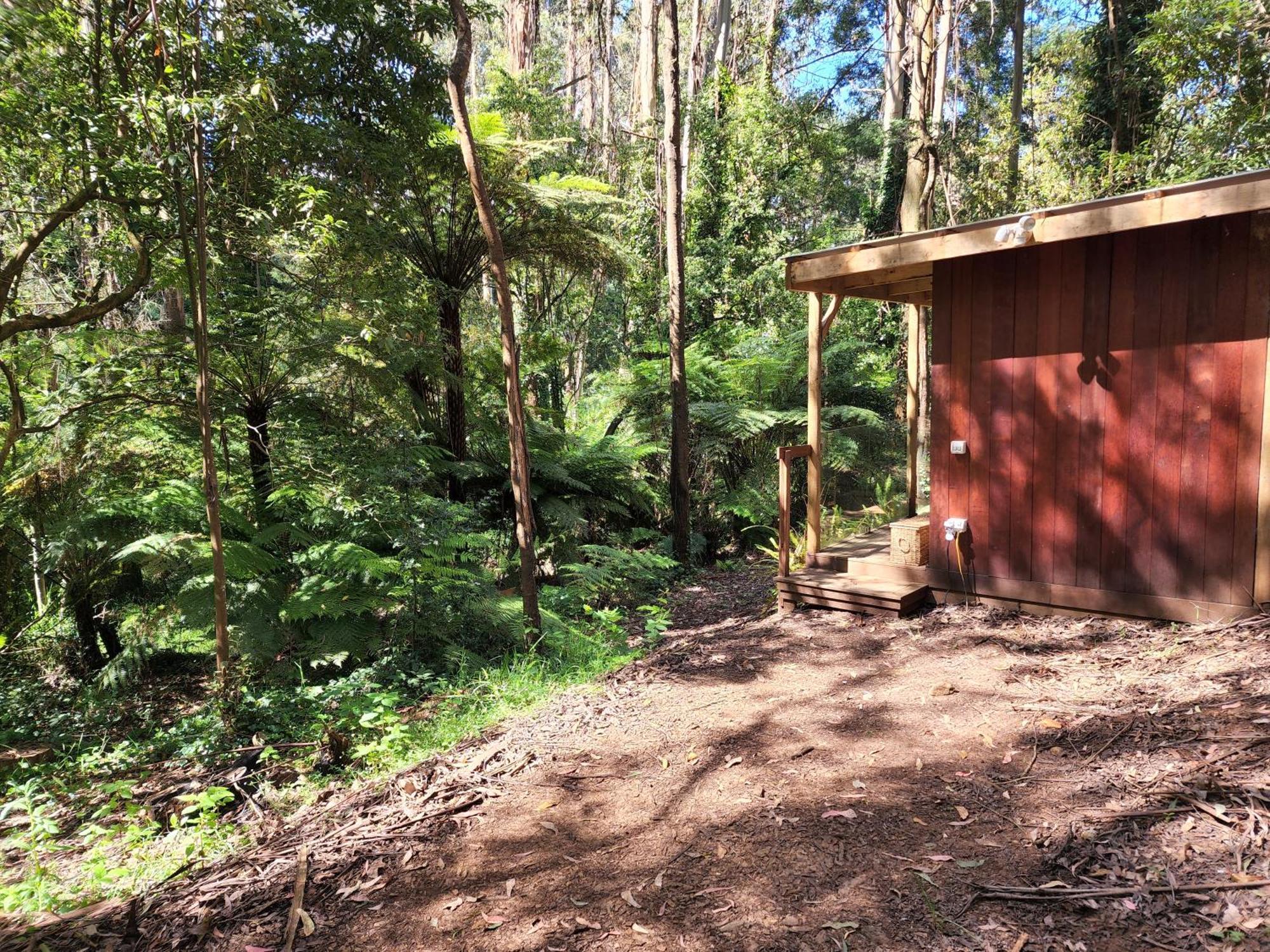The Fernglen Forest Retreat マウント・ダンデノン エクステリア 写真
