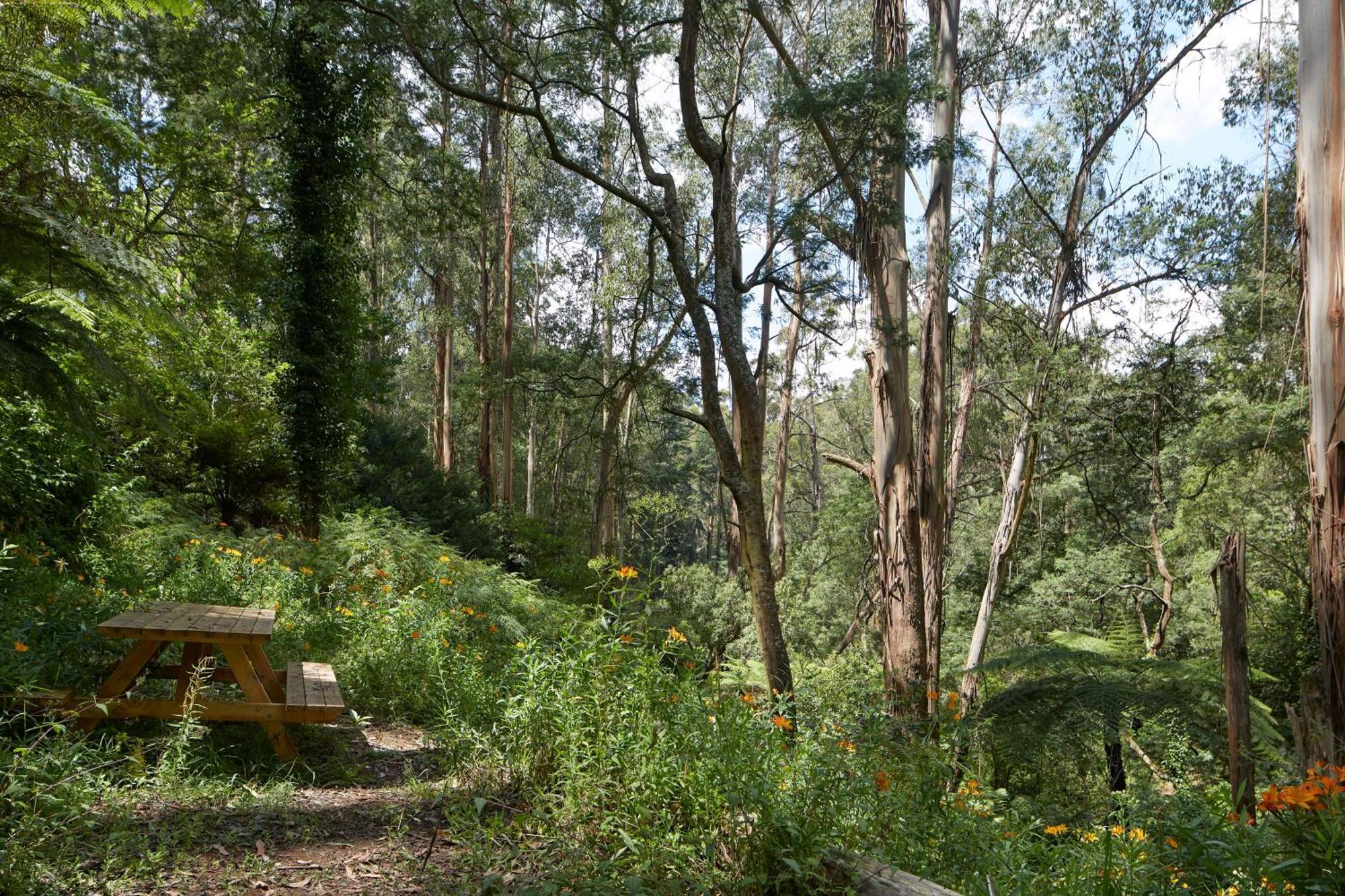 The Fernglen Forest Retreat マウント・ダンデノン エクステリア 写真