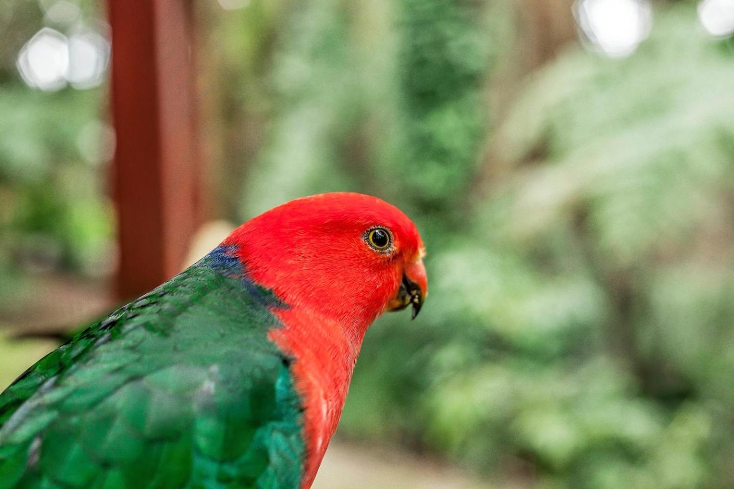 The Fernglen Forest Retreat マウント・ダンデノン エクステリア 写真