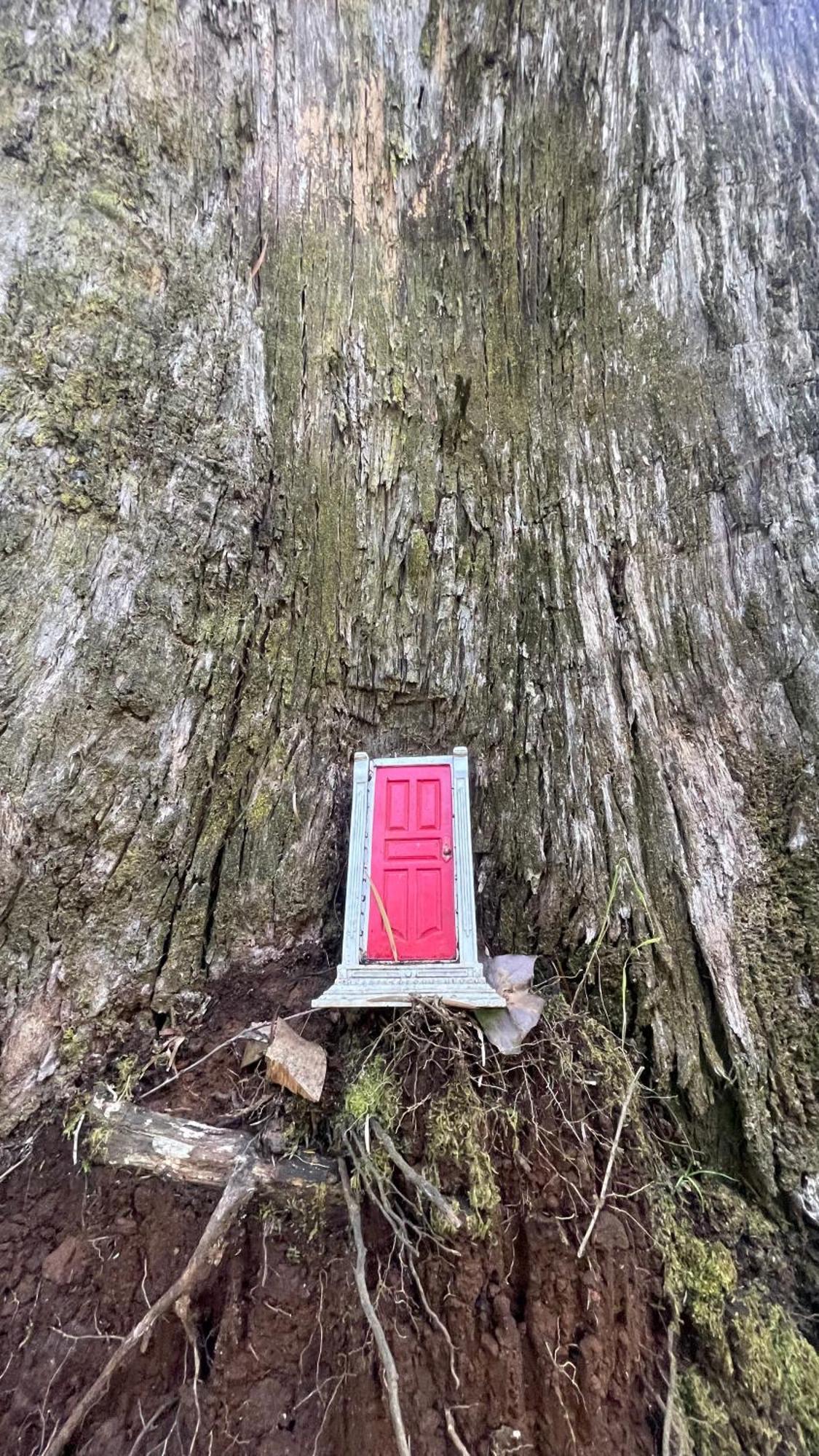 The Fernglen Forest Retreat マウント・ダンデノン エクステリア 写真