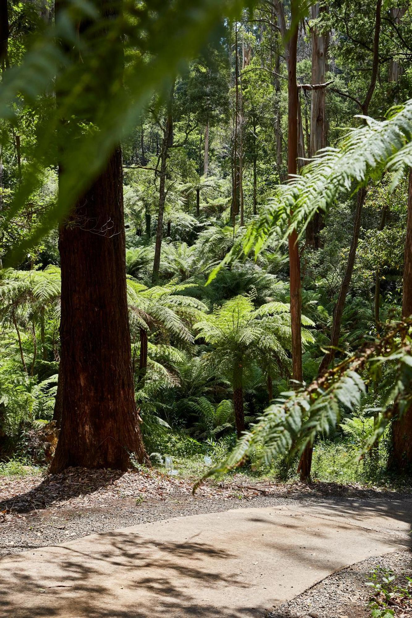 The Fernglen Forest Retreat マウント・ダンデノン エクステリア 写真