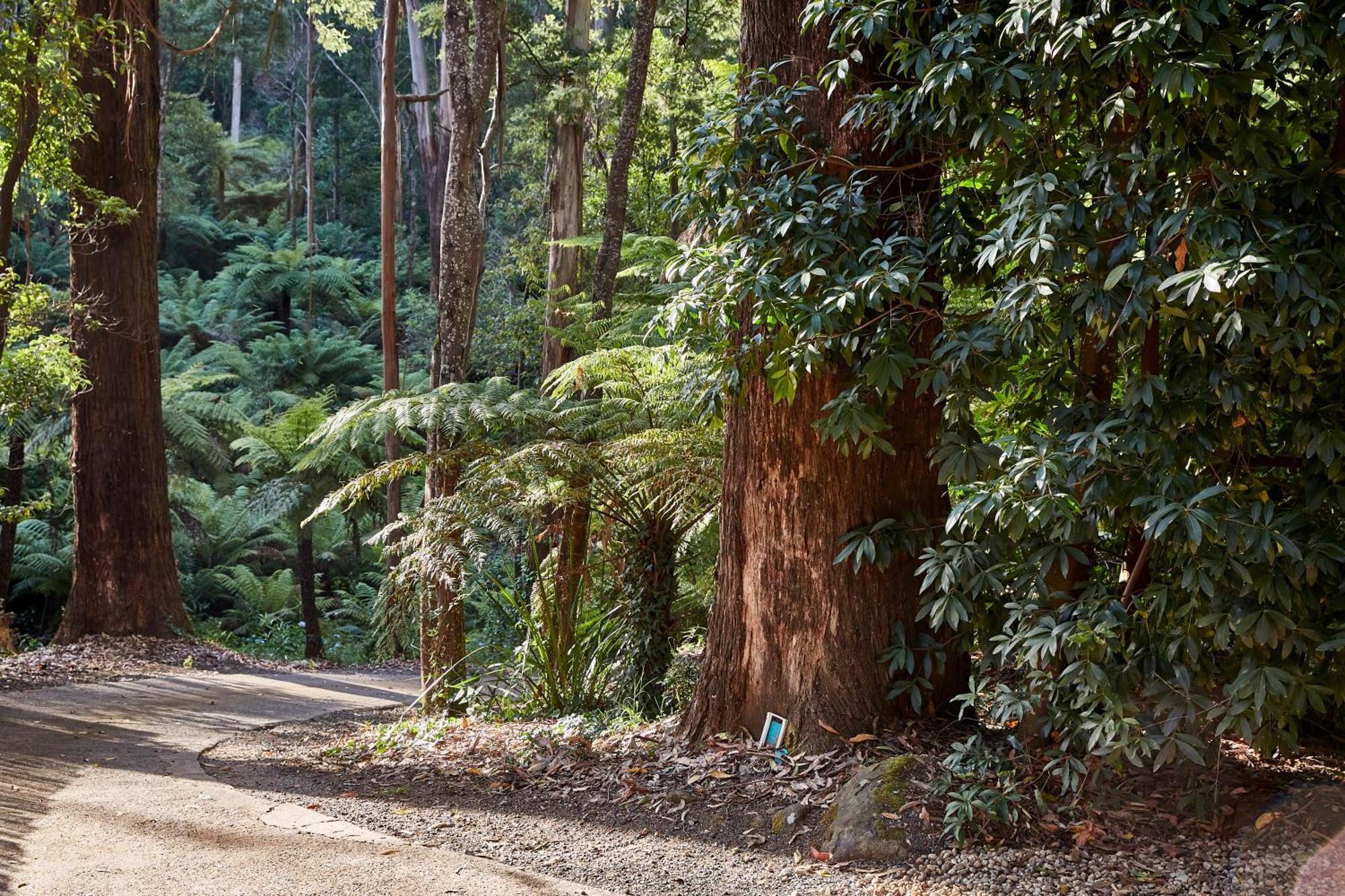 The Fernglen Forest Retreat マウント・ダンデノン エクステリア 写真